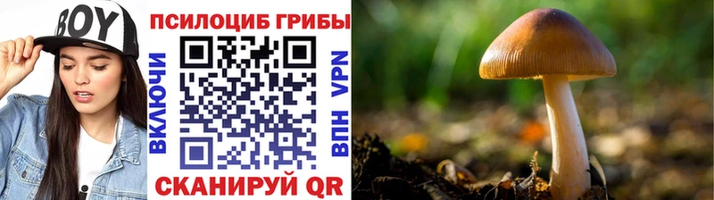 цены наркотик  omg зеркало  Галлюциногенные грибы Psilocybine cubensis  Кисловодск 